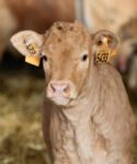 Jeune Veau Aveyron Segala